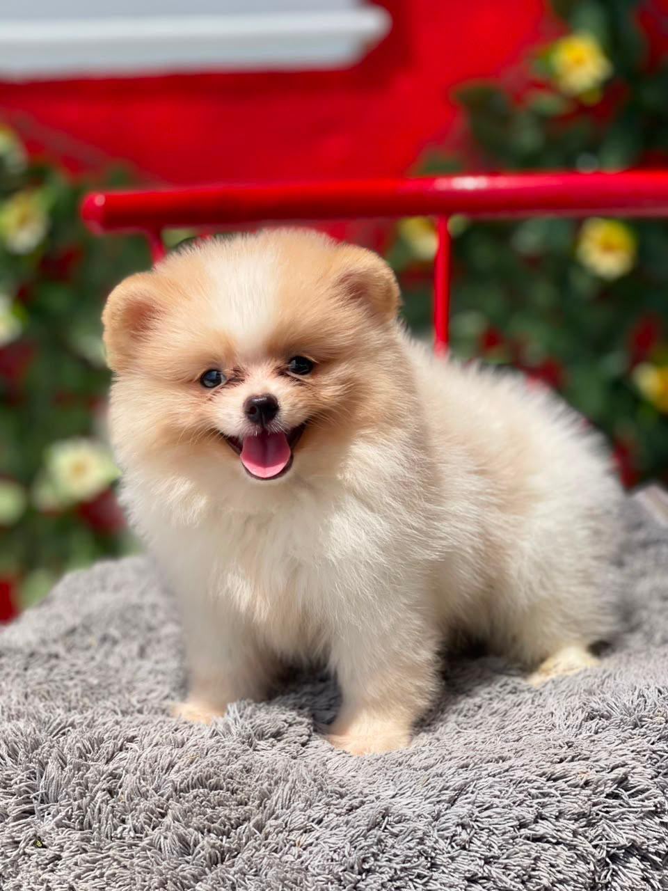 OFERTA CACHORRO POMERANIA MACHO EN SANTO DOMINGO Y VACUNADA Foto 7320425-2.jpg