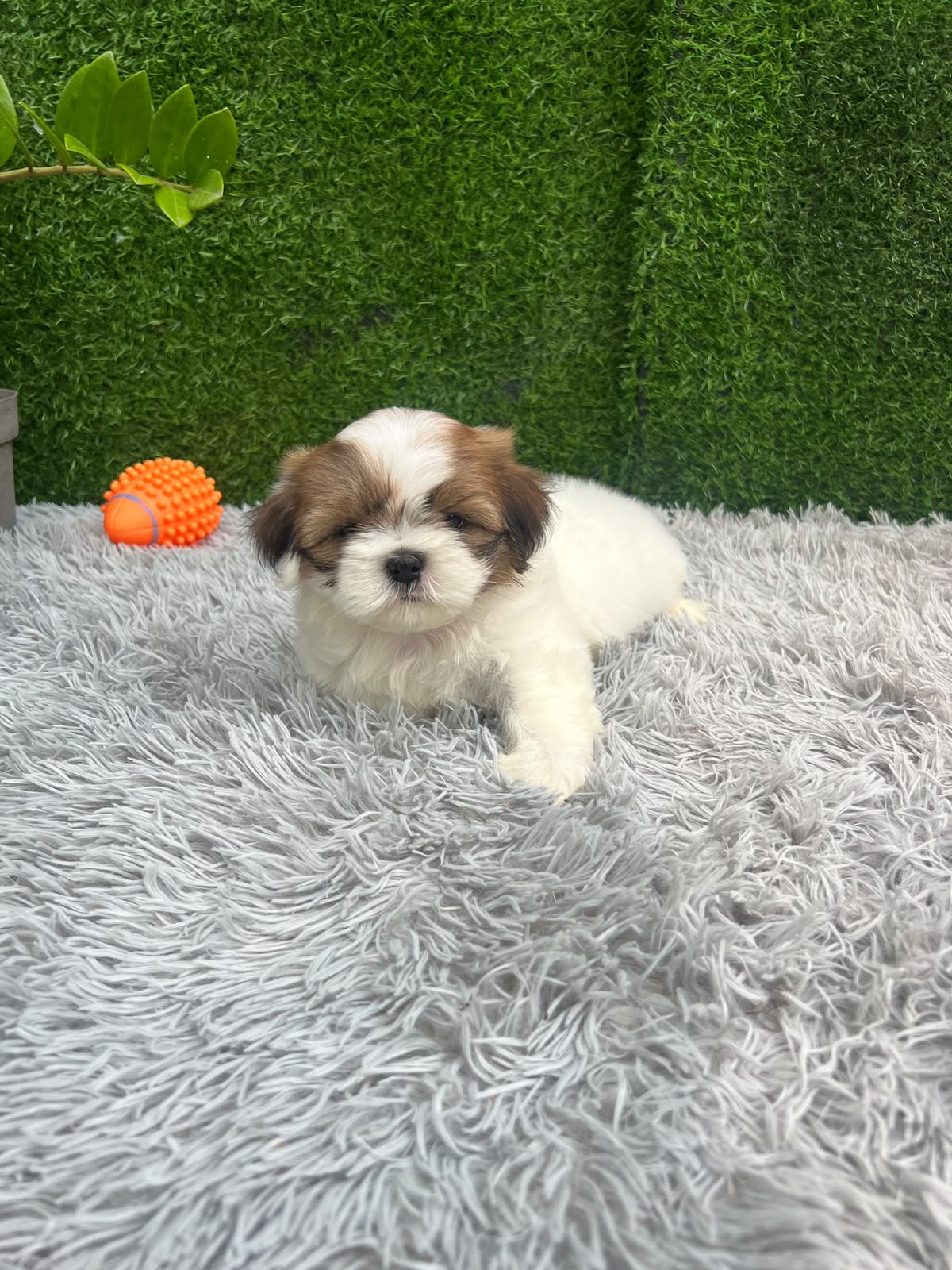 OFERTA CACHORRO SHIH TZU MACHO EN SANTO DOMINGO Y VACUNADOS  Foto 7320427-2.jpg