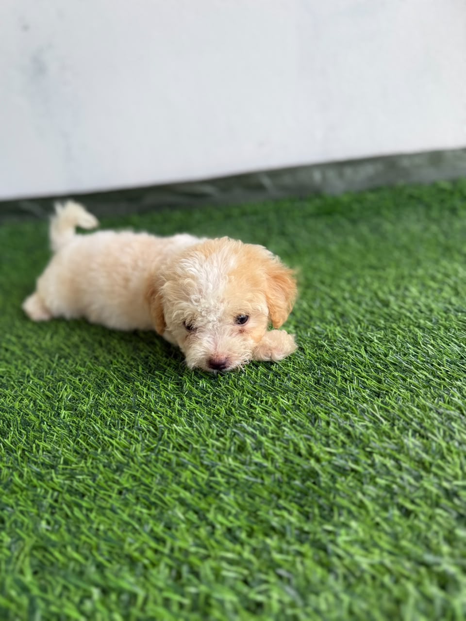 OFERTA CACHORRO MALTIPOO HEMBRA  EN SANTO DOMINGO Y VACUNA AL DIA  Foto 7320429-2.jpg