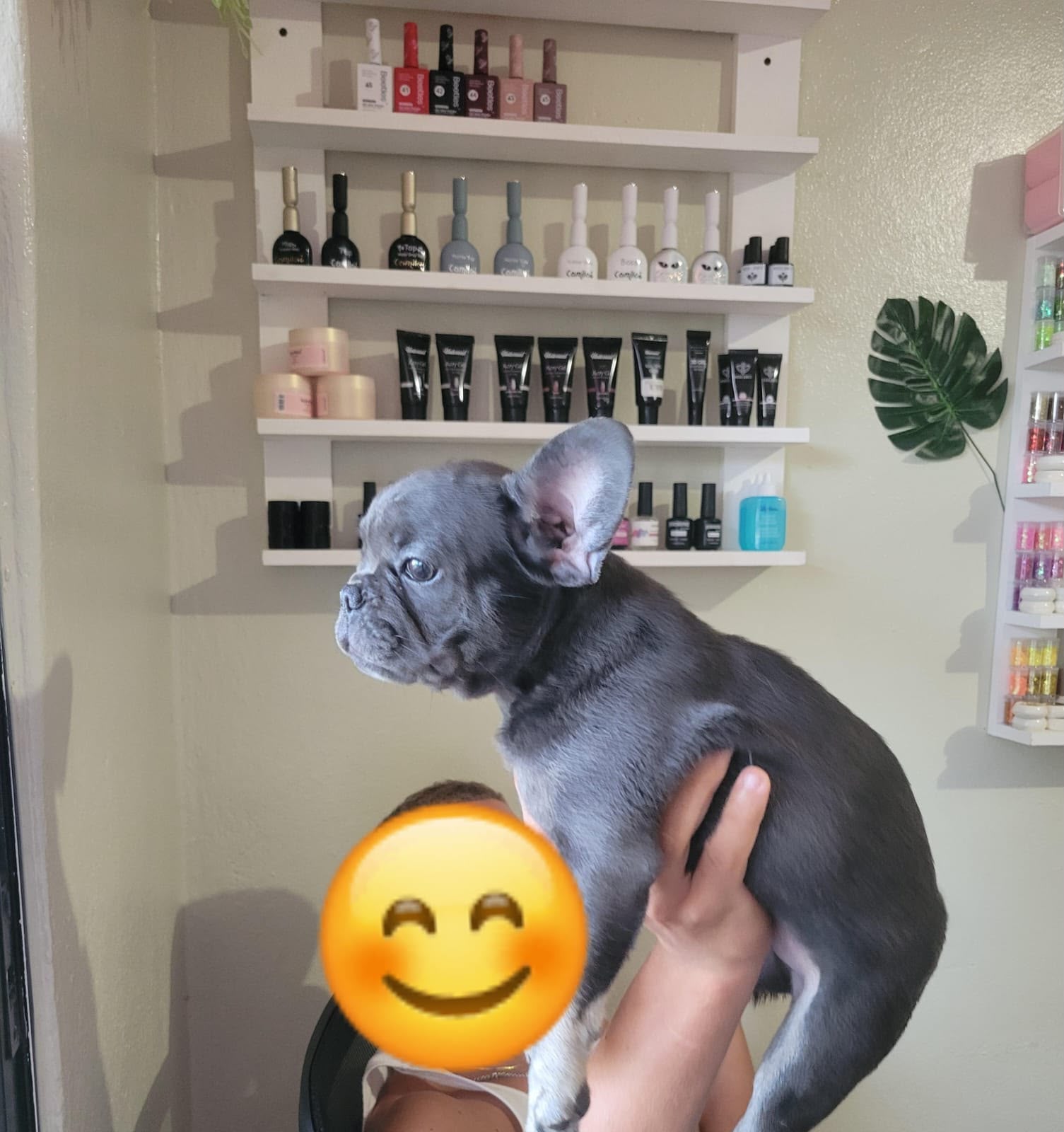 OFERTA CACHORRO BULLDOG FRANCES HEMBRA EN SANTO DOMINGO Y VACUNA AL DI Foto 7320430-2.jpg