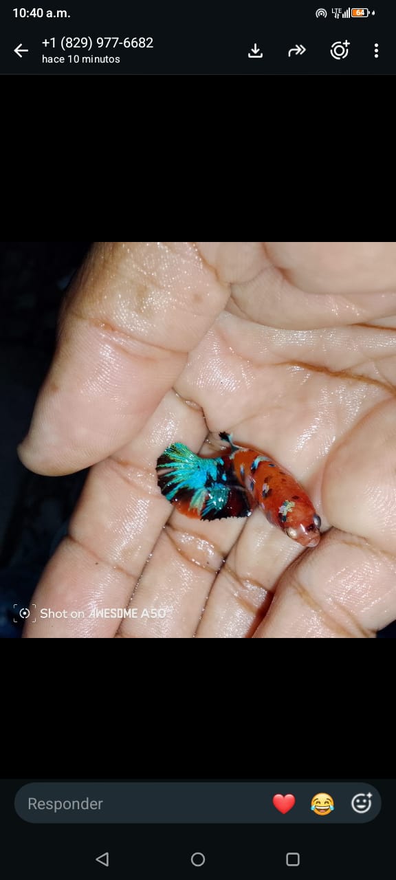 Vendos peces ornamentales y accesorios para peces Foto 7320692-6.jpg