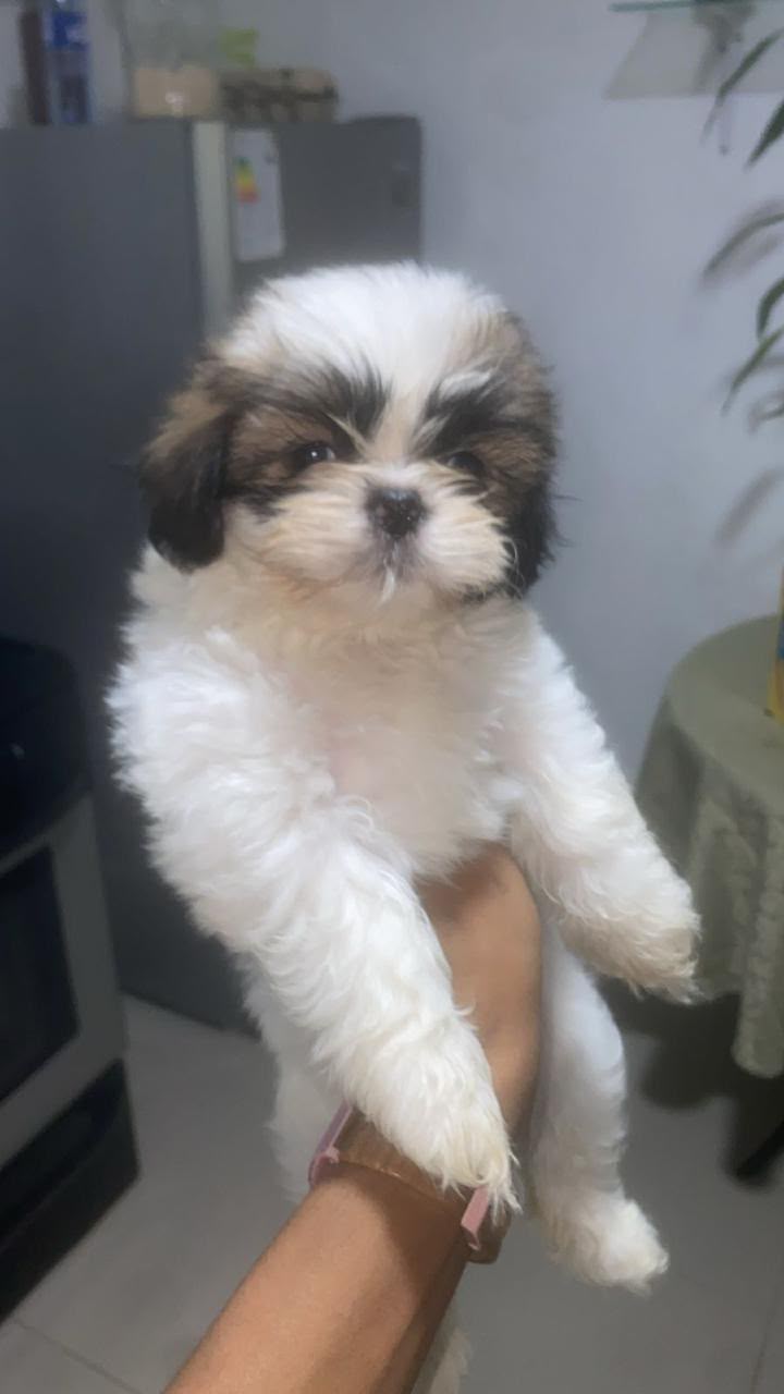 OFERTA CACHORRO SHIH TZU MACHO EN SANTO DOMINGO Y VACUNADOS  Foto 7320793-1.jpg