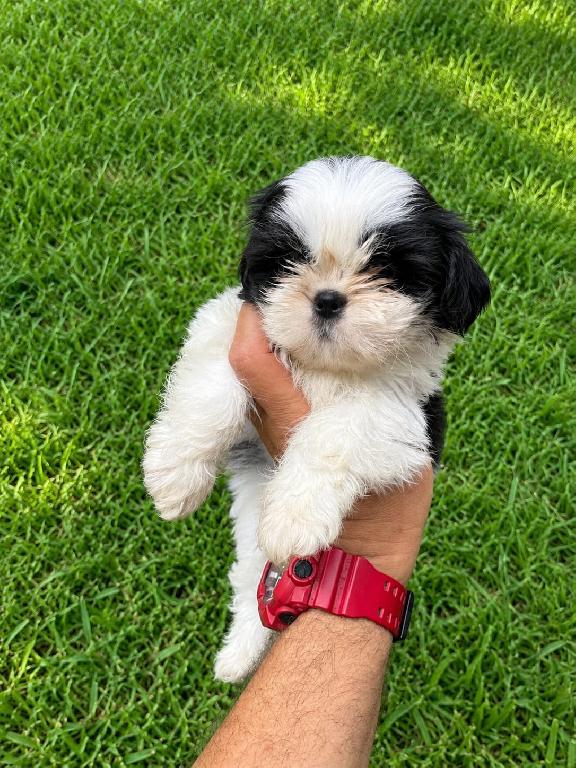 OFERTA CACHORRO SHIH TZU HEMBRA EN SANTO DOMINGO Y VACUNADOS  Foto 7320797-1.jpg