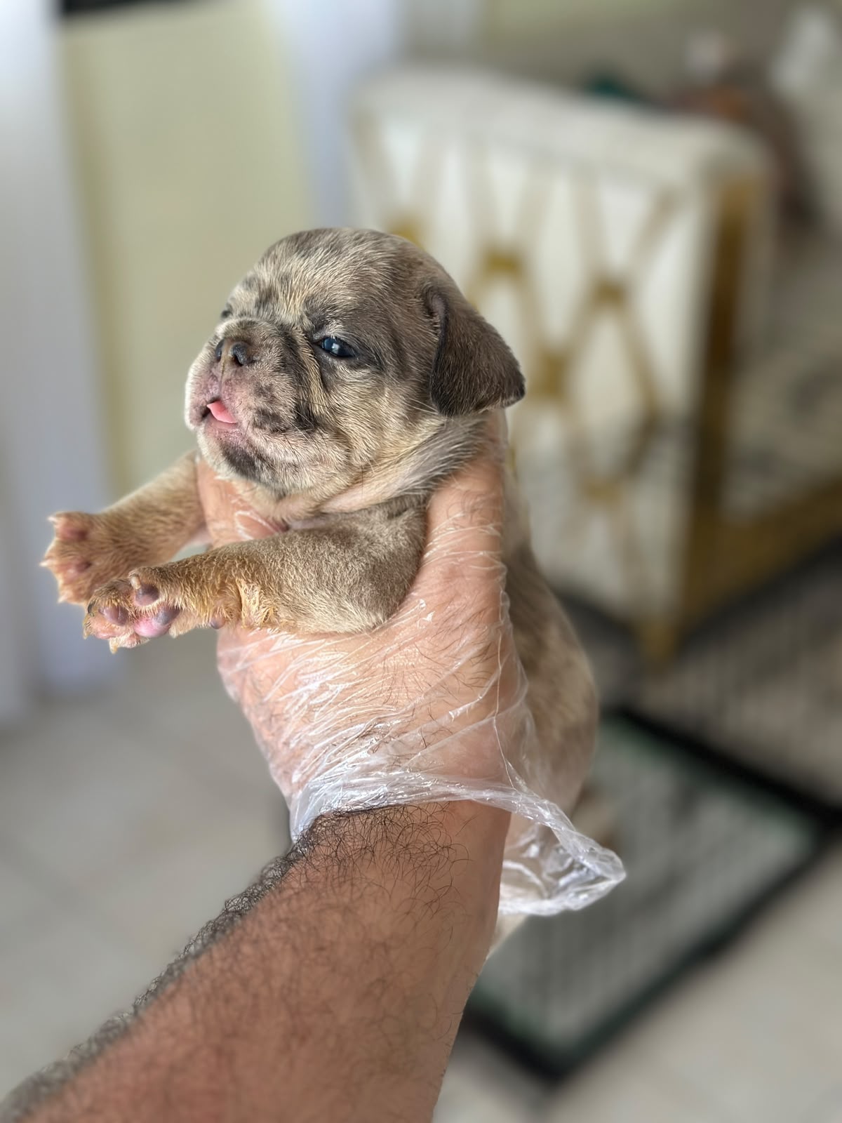 OFERTA CACHORRO BULLDOG FRANCES AMBOS SEXO CON PEDIGRI UBICADO EN SANT Foto 7320892-1.jpg
