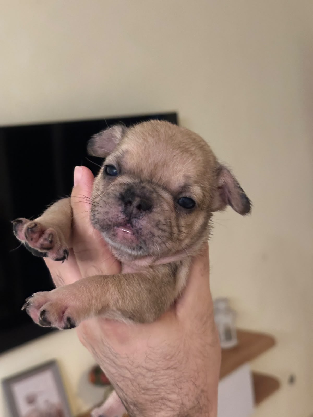 OFERTA CACHORRO BULLDOG FRANCES AMBOS SEXO CON PEDIGRI UBICADO EN SANT Foto 7320892-2.jpg