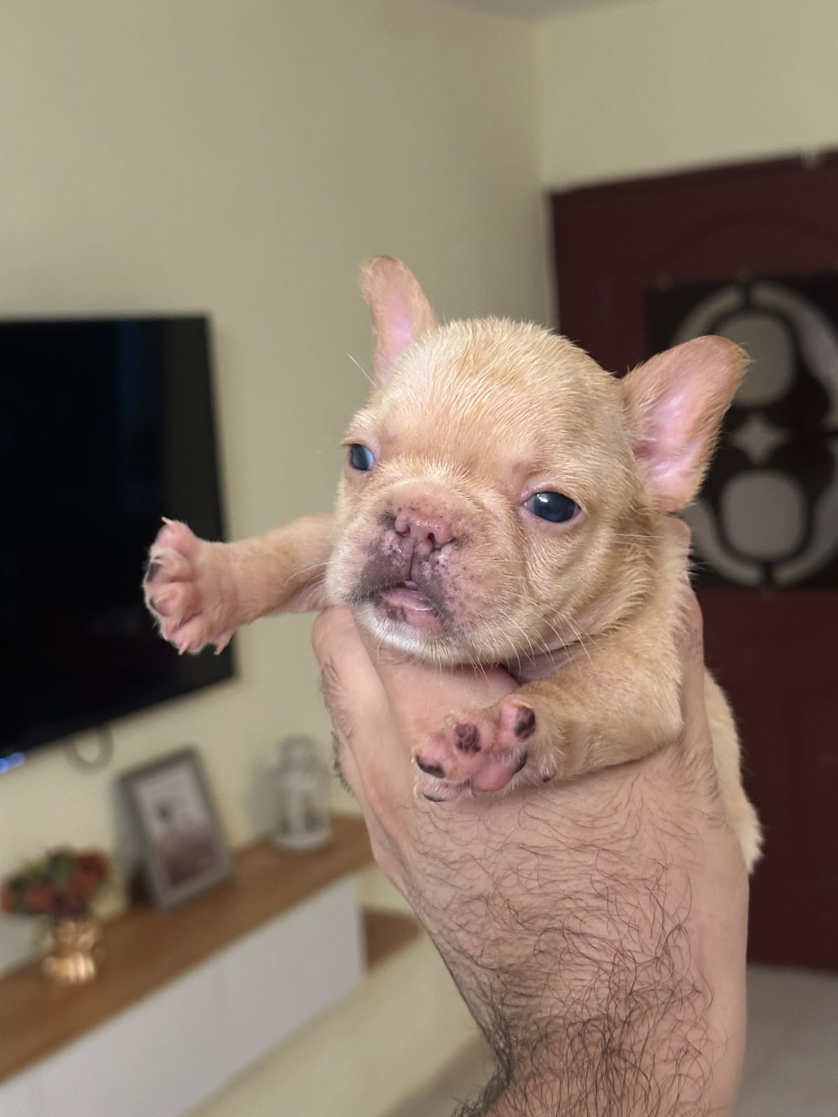 OFERTA CACHORRO BULLDOG FRANCES AMBOS SEXO CON PEDIGRI UBICADO EN SANT Foto 7320892-3.jpg