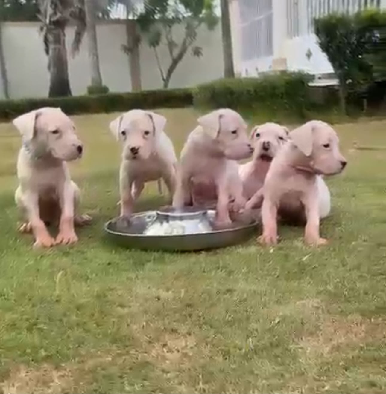 OFERTA CACHORRO DOGO ARGENTINO AMBOS SEXO EN MOCA Y VACUNA AL DIA  Foto 7321010-1.jpg