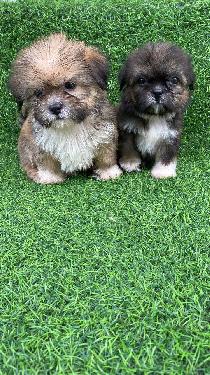 OFERTA CACHORRO SHIPOO AMBOS SEXO EN SANTO DOMINGO Y VACUNA AL DIA  Foto 7321011-1.jpg