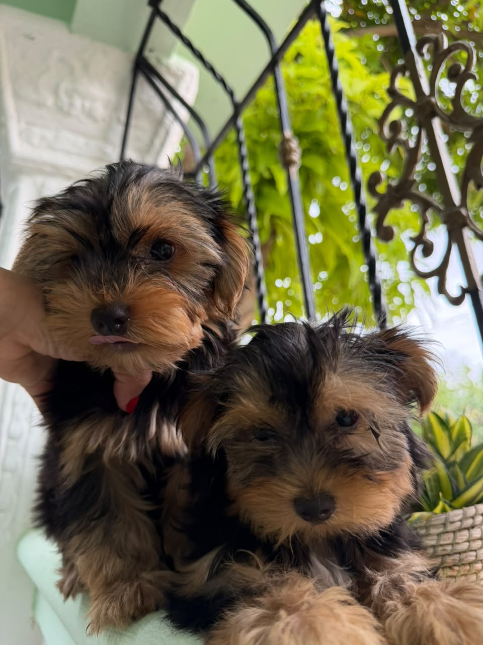 OFERTA CACHORRO YORKIE AMBOS SEXO UBICADA EN SANTO DOMINGO Y VACUNA AL Foto 7321226-1.jpg