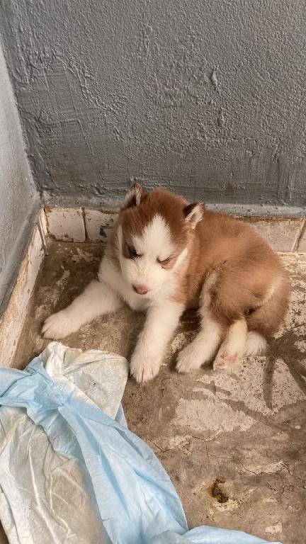 OFERTA CACHORRO HUSKY WOOLY HEMBRA EN SANTO DOMINGO Y VACUNA AL DIA  Foto 7321228-1.jpg