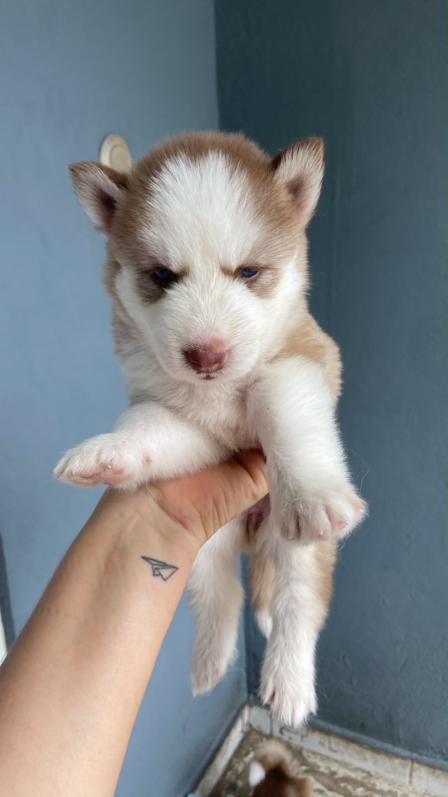 OFERTA CACHORRO HUSKY WOOLY HEMBRA EN SANTO DOMINGO Y VACUNA AL DIA  Foto 7321228-2.jpg