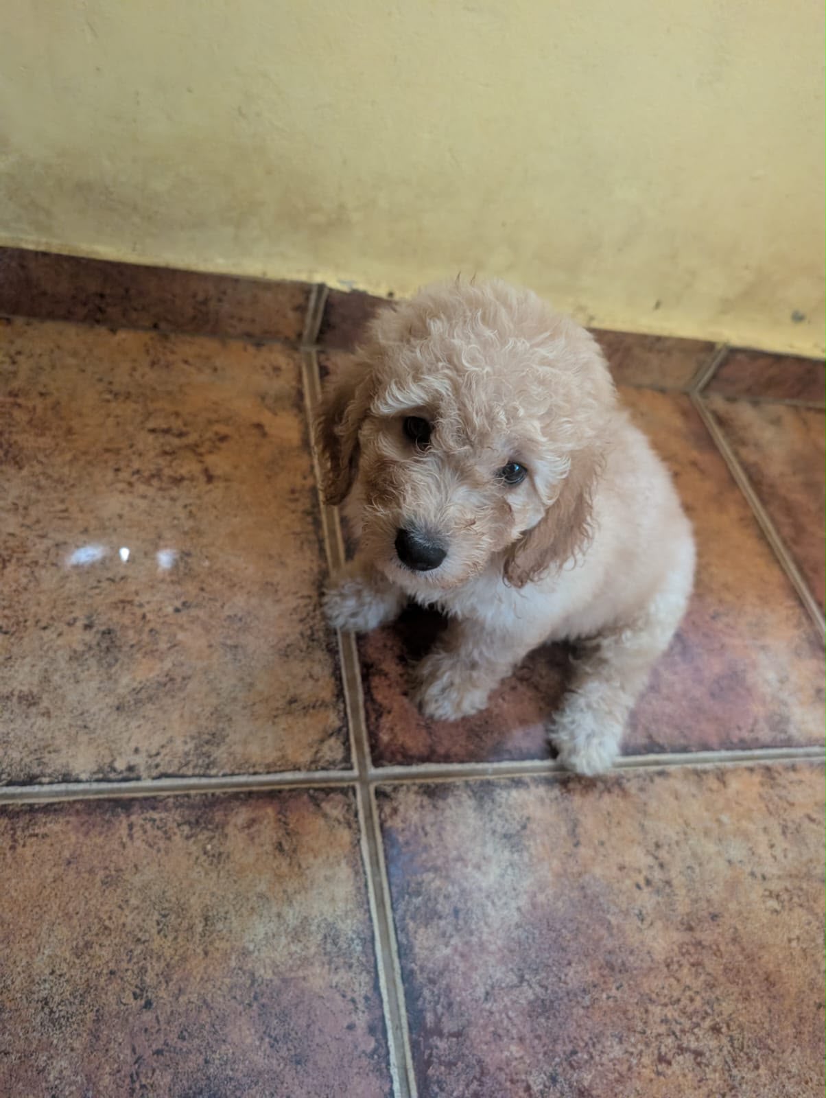 OFERTA CACHORRO MEDIUM GOLDENDOODLE HEMBRA EN UBICADO EN SANTO DOMINGO Foto 7321229-1.jpg