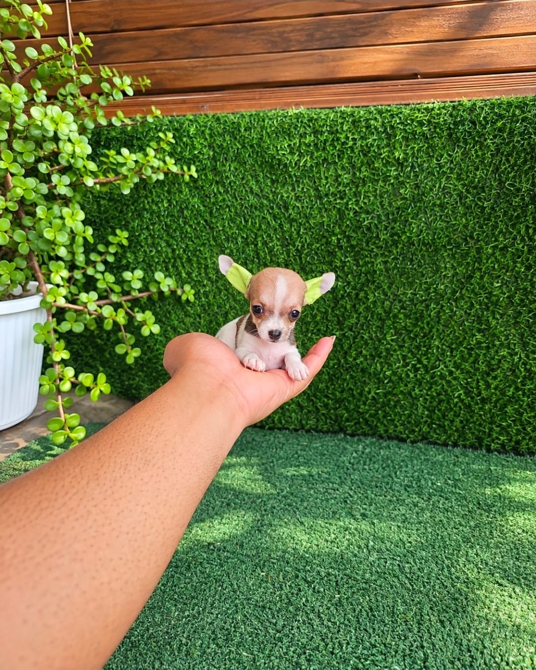Chihuahua Super pequeño Ambos Sexos  Foto 7321592-2.jpg