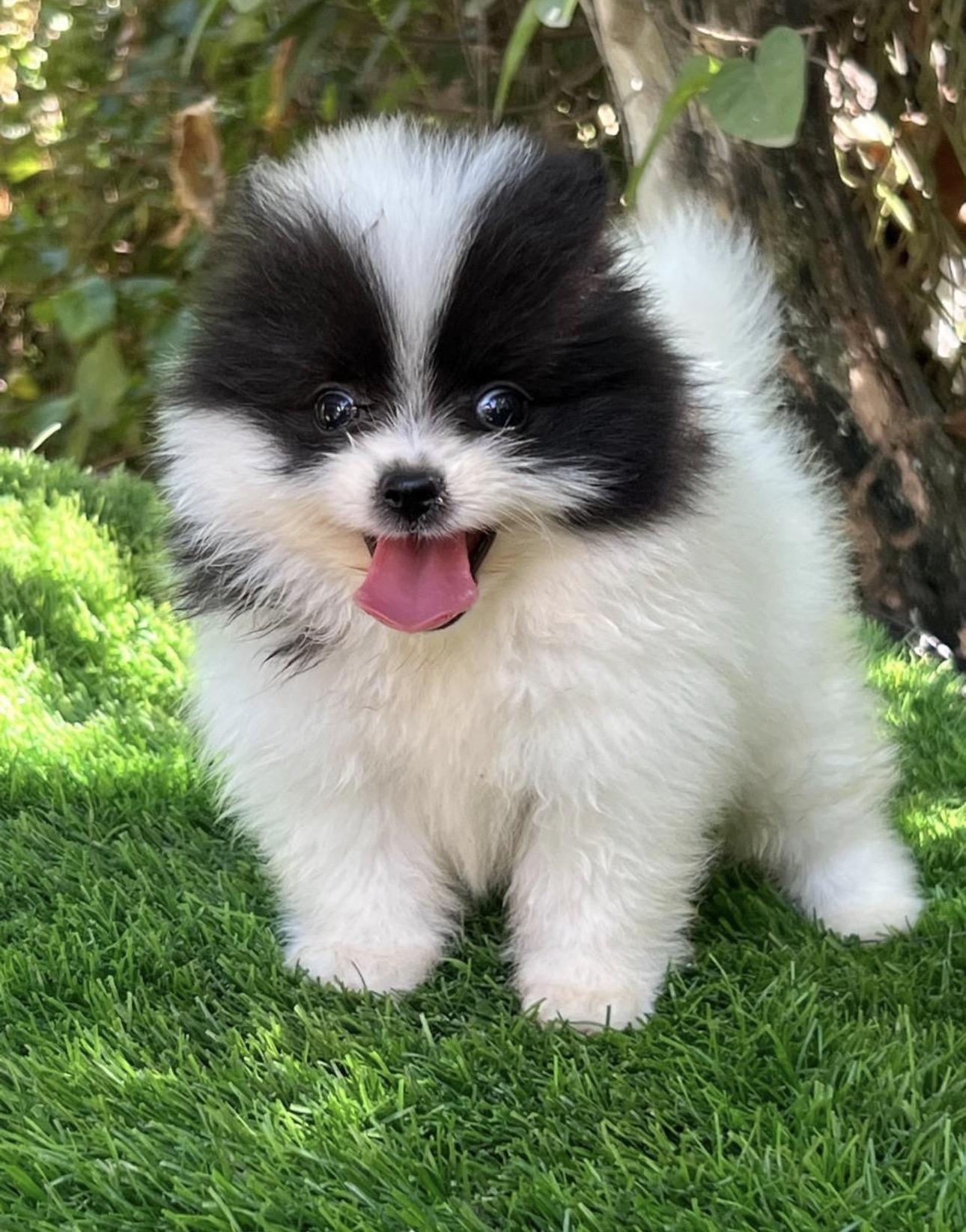 Pomerania Ambos Sexos  Foto 7321593-3.jpg