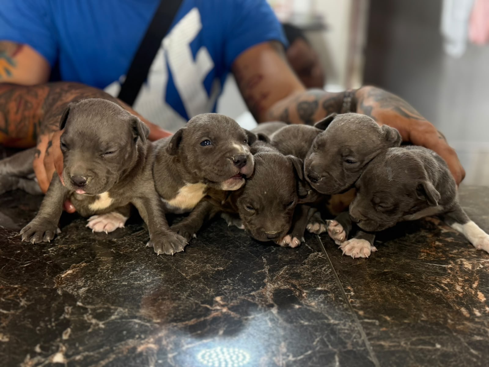 Pitbull Blue Ambos Sexos  Foto 7321597-4.jpg