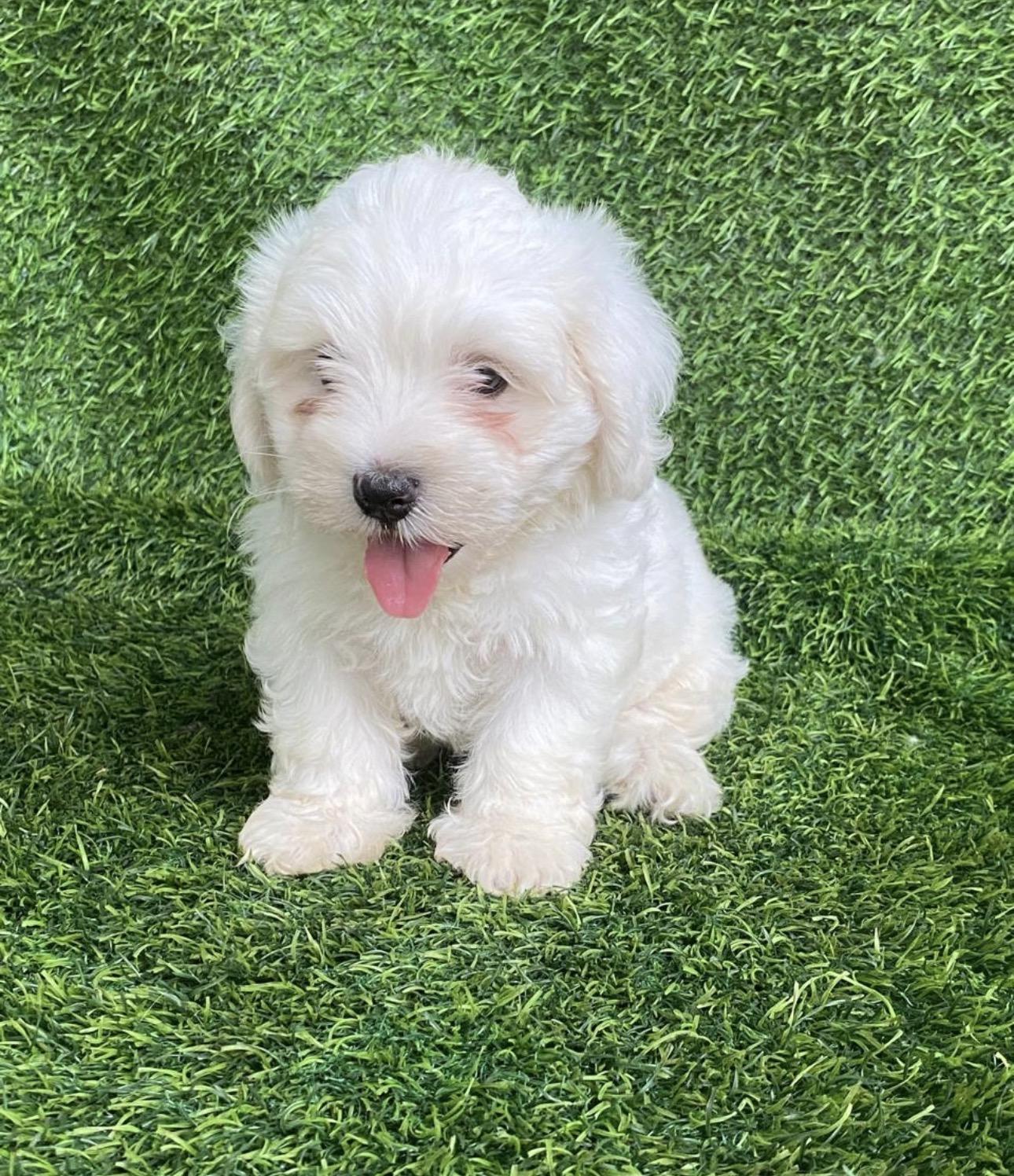 Maltipoo Ambos Sexos  Foto 7321608-2.jpg