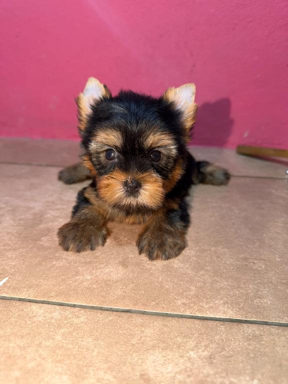 Yorkie Ambos Sexos  Foto 7321611-2.jpg