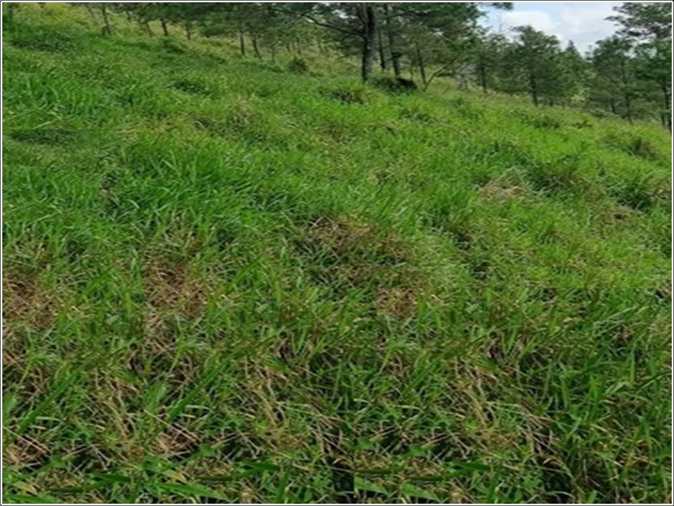 Vendo 243000 Mts.2 en 3 Terrenos BUENA VISTA JARABACOA Cerca del RAQUE Foto 7321850-2.jpg