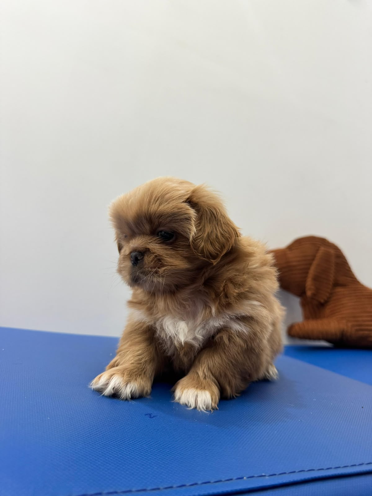 OFERTA CACHORRO PEKINES MACHO UBICADO EN SANTO DOMINGO Y TIENE SU VACU Foto 7321969-1.jpg