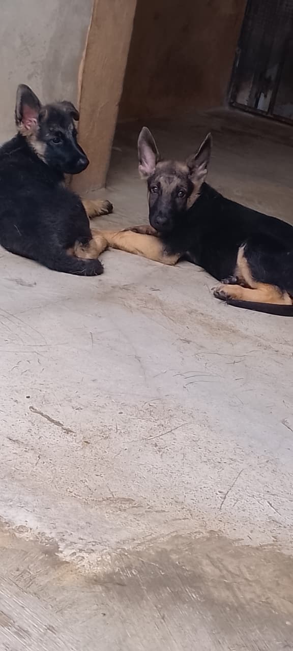 OFERTA CACHORRO PASTOR ALEMAN MACHO EN UBICADO EN SANTO DOMINGO Y TIEN Foto 7321972-1.jpg