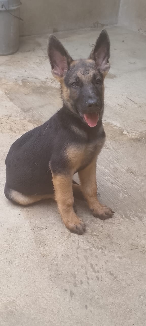 OFERTA CACHORRO PASTOR ALEMAN MACHO EN UBICADO EN SANTO DOMINGO Y TIEN Foto 7321972-2.jpg