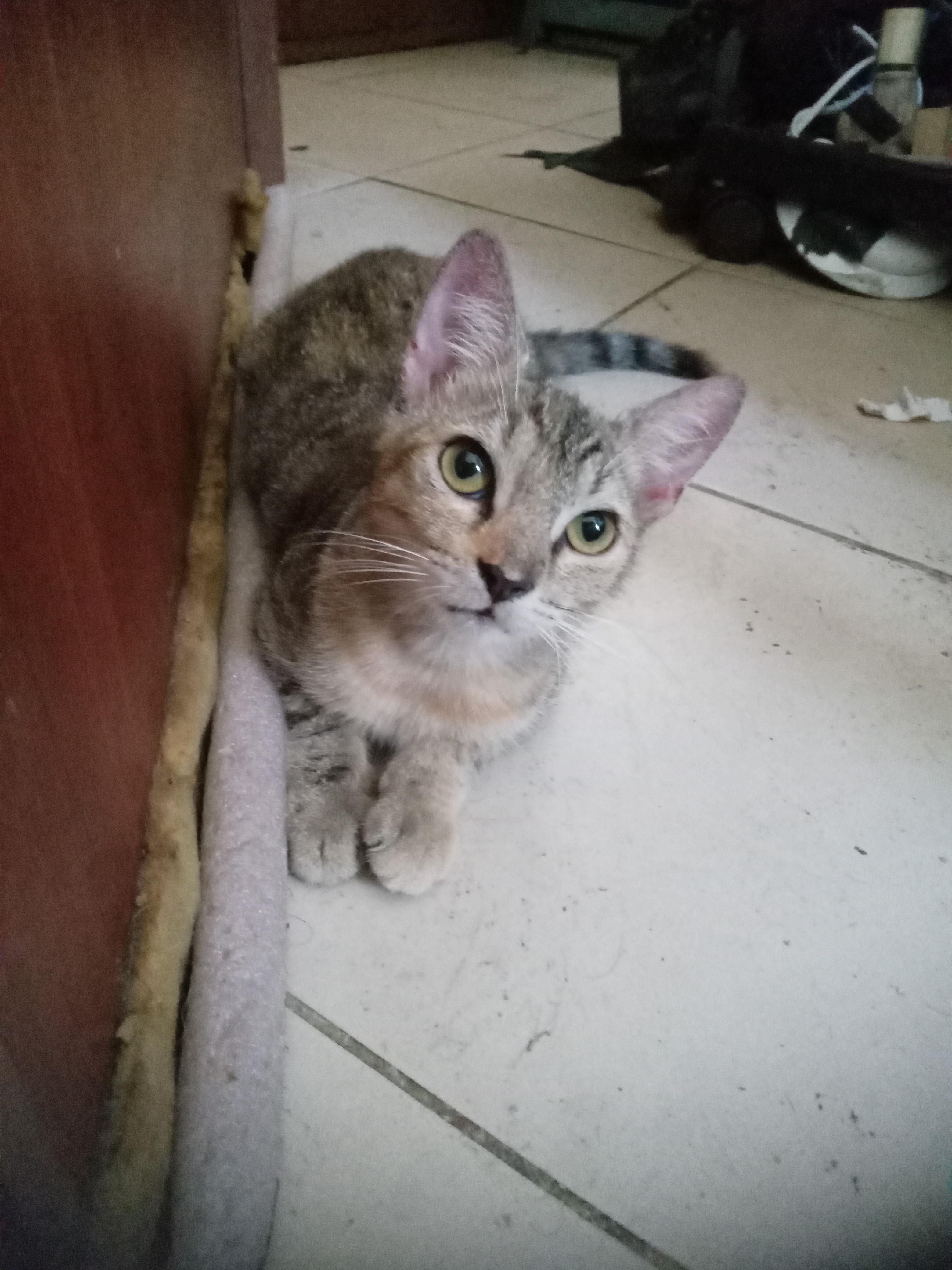 Gatita tabby atigrada cazadora profesional Foto 7321976-2.jpg