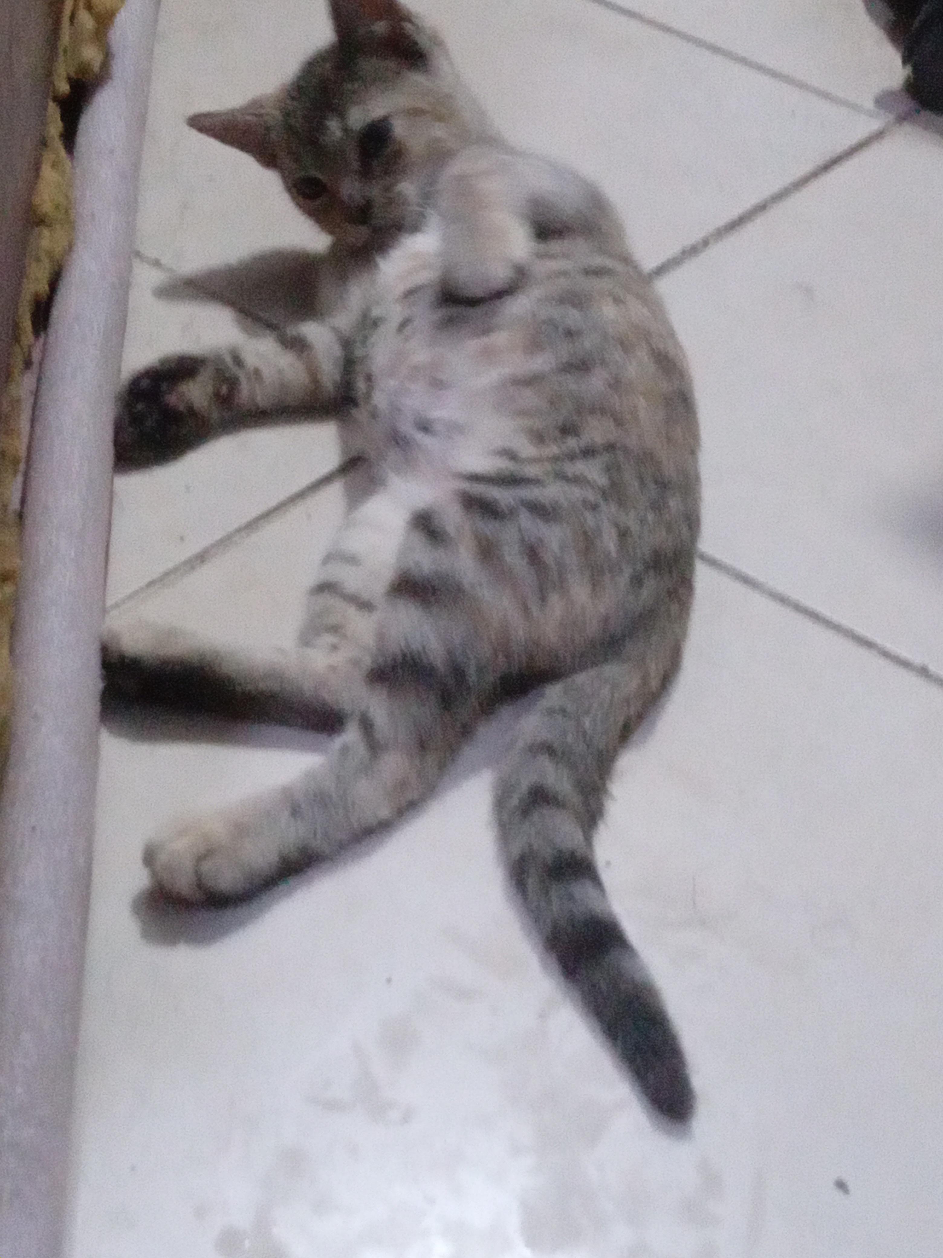Gatita tabby atigrada cazadora profesional Foto 7321976-5.jpg