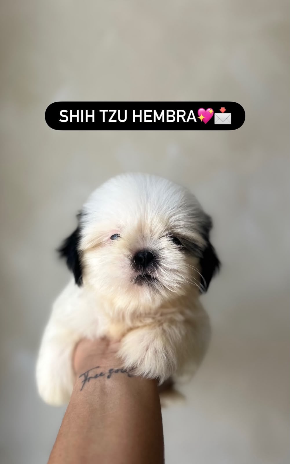 OFERTA CACHORRO SHIH TZU HEMBRA UBICADO EN SANTO DOMINGO Y TIENE SU VA Foto 7321994-1.jpg