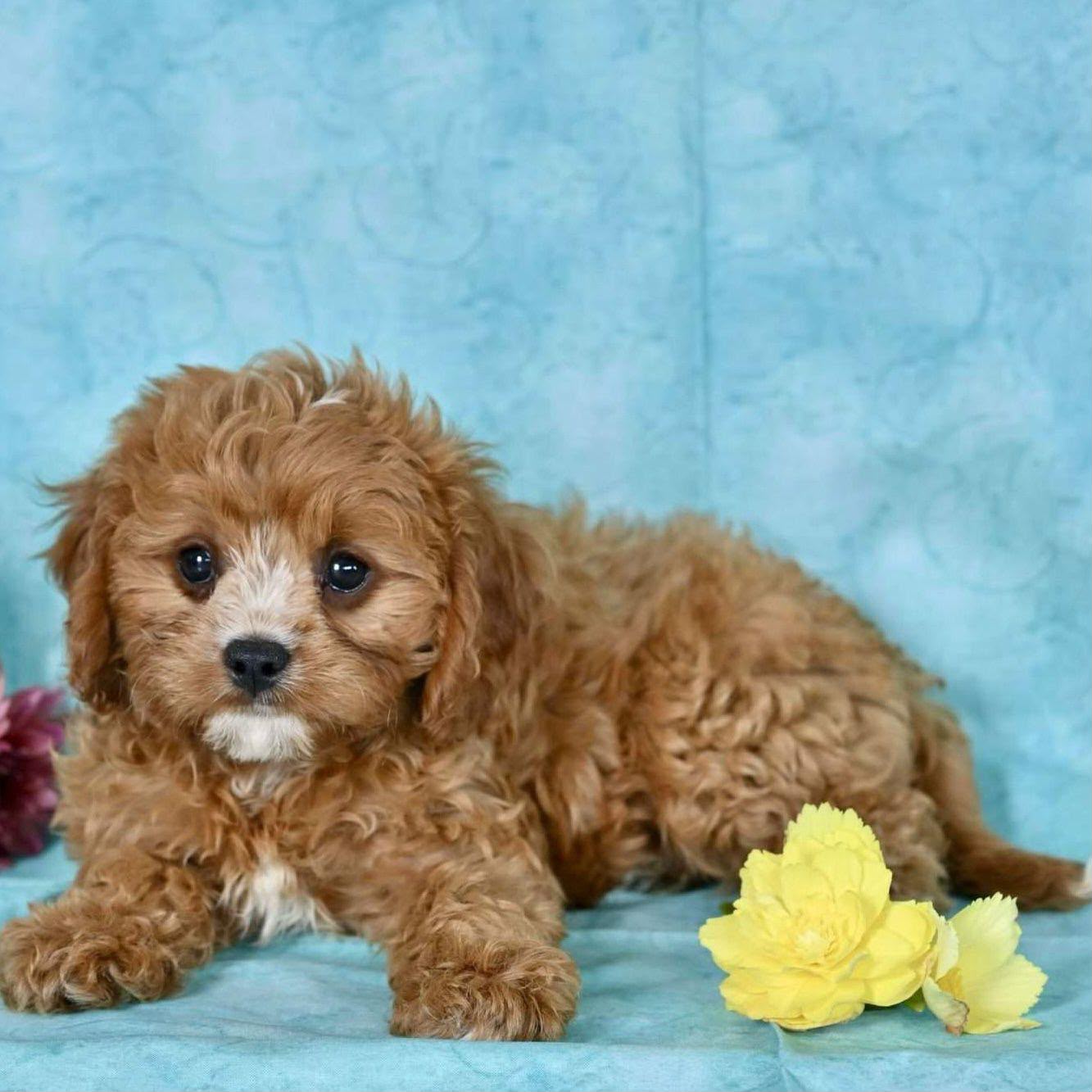 OFERTA CACHORRO CAVAPOO AMBOS SEXO UBICADO EN BOSTON Y TIENE SU VACUNA Foto 7321996-2.jpg