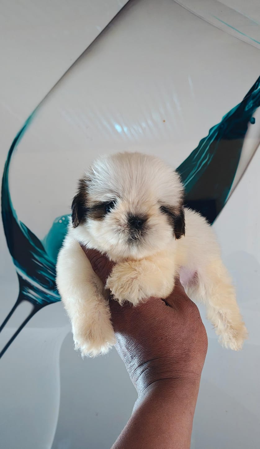 OFERTA CACHORRO SHIH TZU MACHO UBICADO EN SANTO DOMINGO Y TIENE SU VAC Foto 7322050-1.jpg