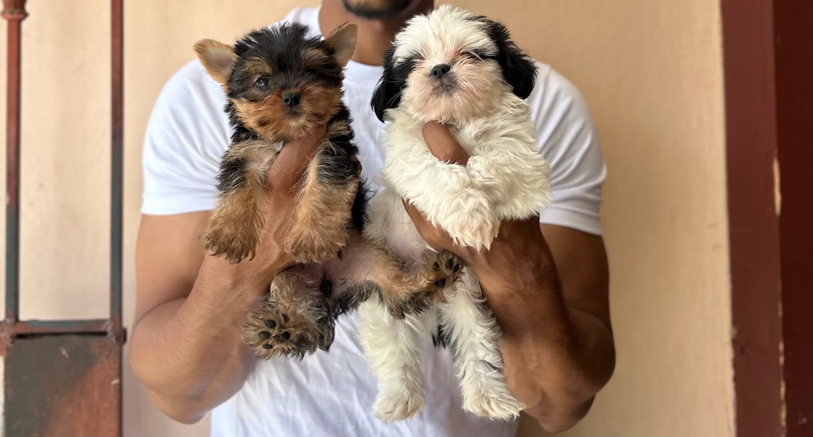 OFERTA CACHORRO YORKIE HEMBRA Y SHIH TZU MACHO UBICADO EN SANTO DOMING Foto 7322052-1.jpg