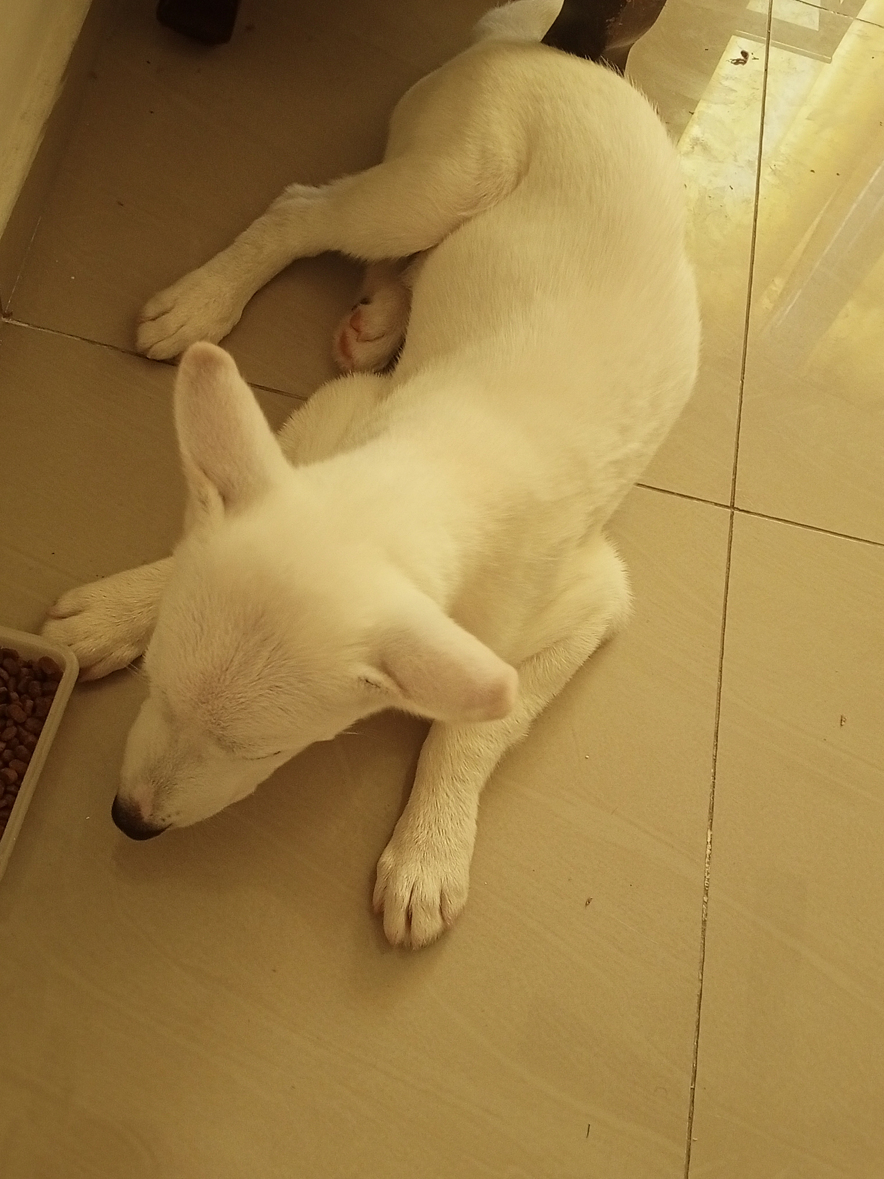 Cachorro husky blanco de 4 meses  Foto 7322059-2.jpg