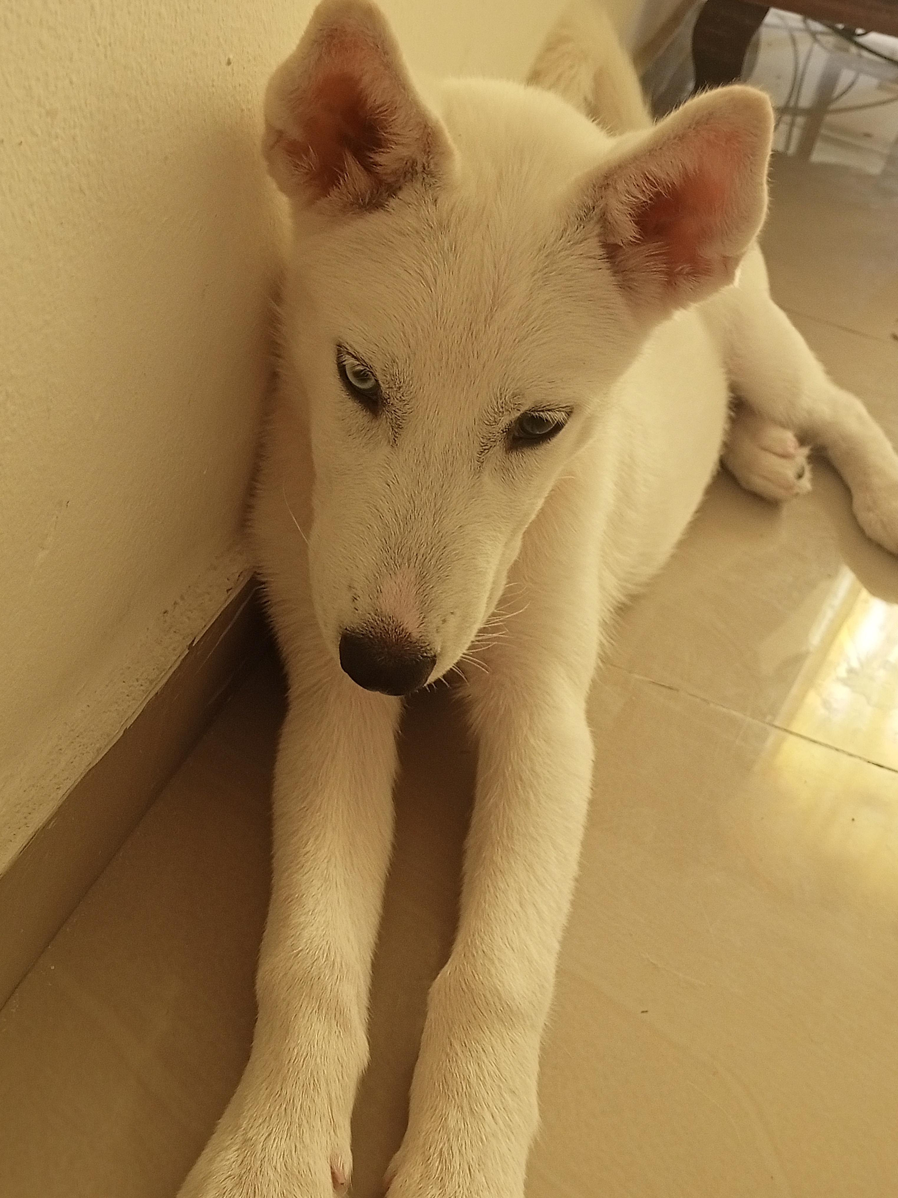 Cachorro husky blanco de 4 meses  Foto 7322059-4.jpg