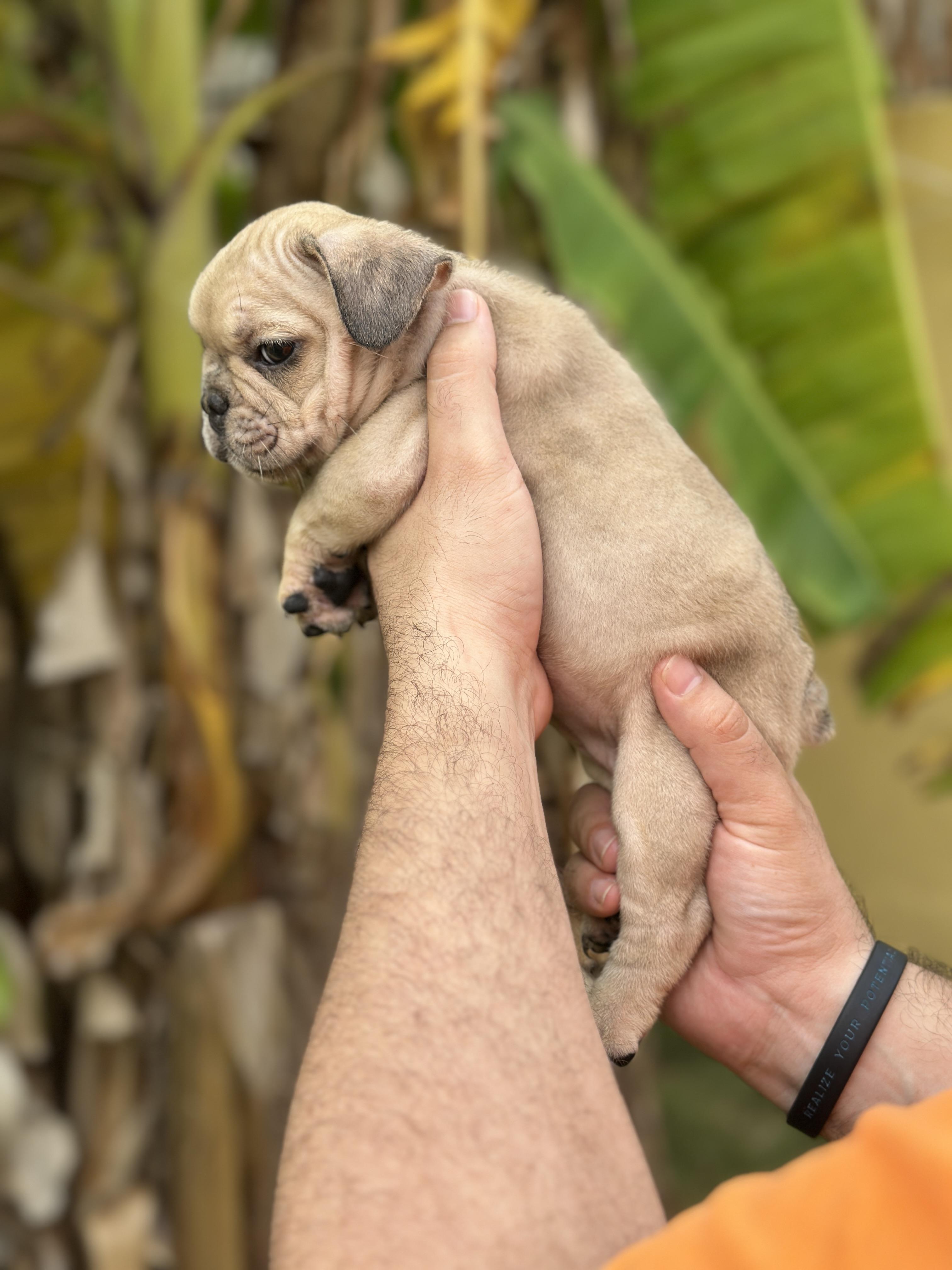 Bulldog frances hembras disponibles con pedigrí Foto 7322127-4.jpg