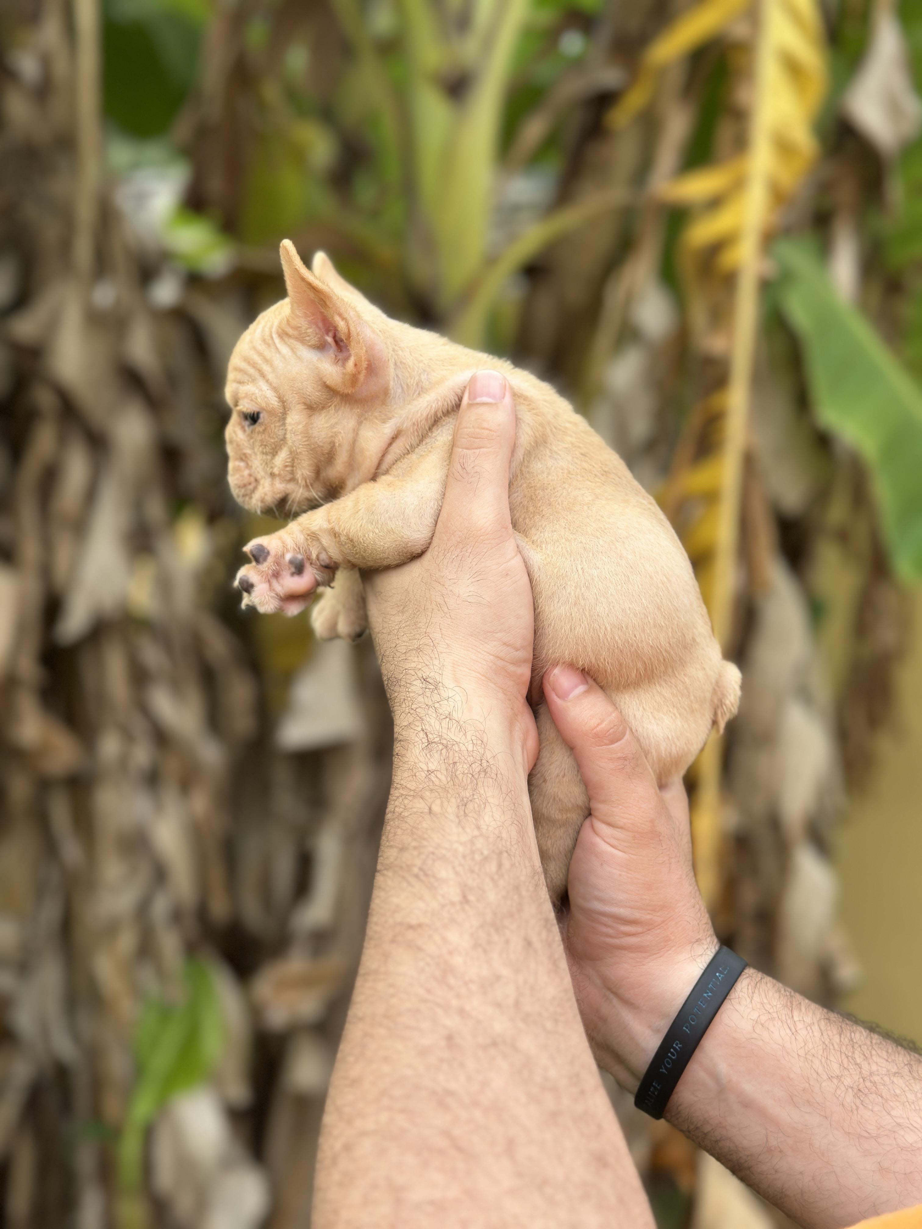 Bulldog frances hembras disponibles con pedigrí Foto 7322127-5.jpg