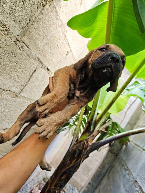 OFERTA CACHORRO FILA BRASILEIRO HEMBRA EN UBICADO EN SANTO DOMINGO Y T Foto 7322129-1.jpg