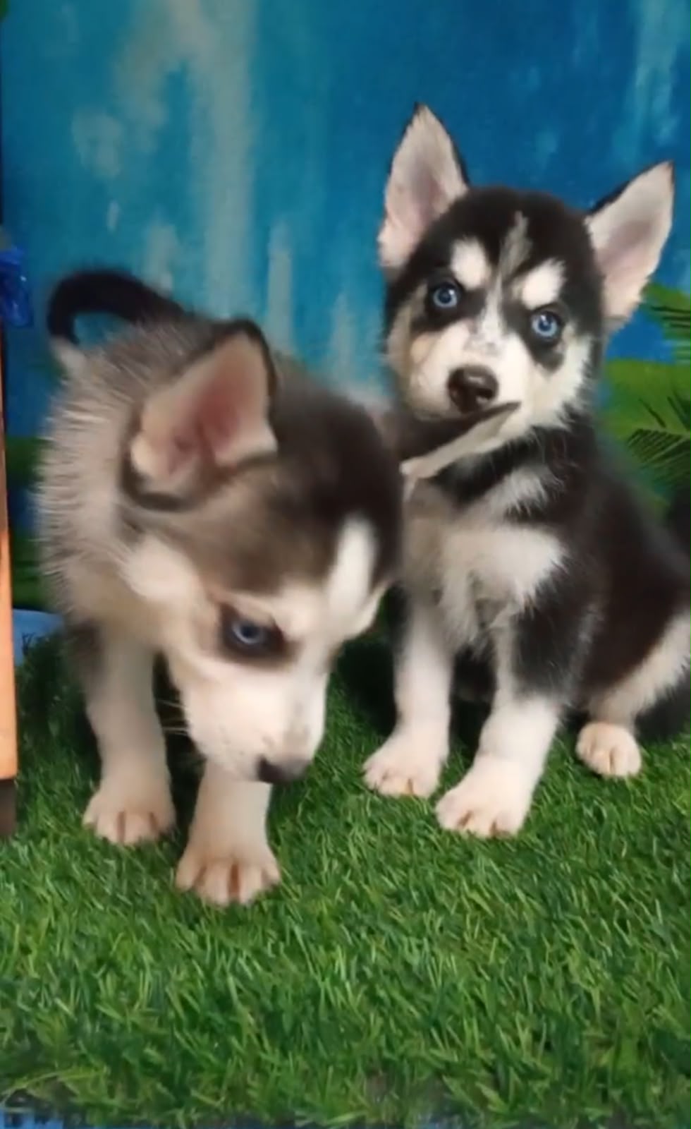 OFERTA CACHORRO HUSKY MACHO UBICADO EN SANTO DOMINGO Y TIENE SU VACUNA Foto 7322467-1.jpg