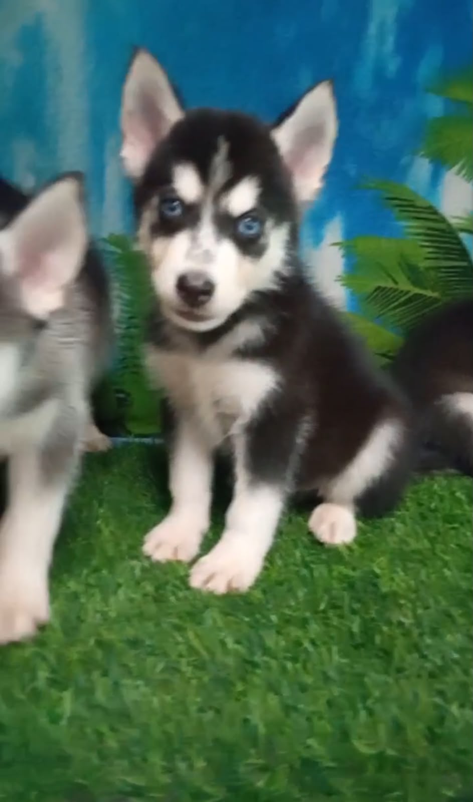 OFERTA CACHORRO HUSKY MACHO UBICADO EN SANTO DOMINGO Y TIENE SU VACUNA Foto 7322467-2.jpg