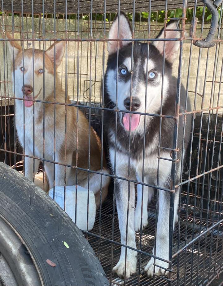 OFERTA CACHORRO HUSKY HEMBRA DE 4 MESES UBICADO EN SANTO DOMINGO Y TIE Foto 7322471-1.jpg