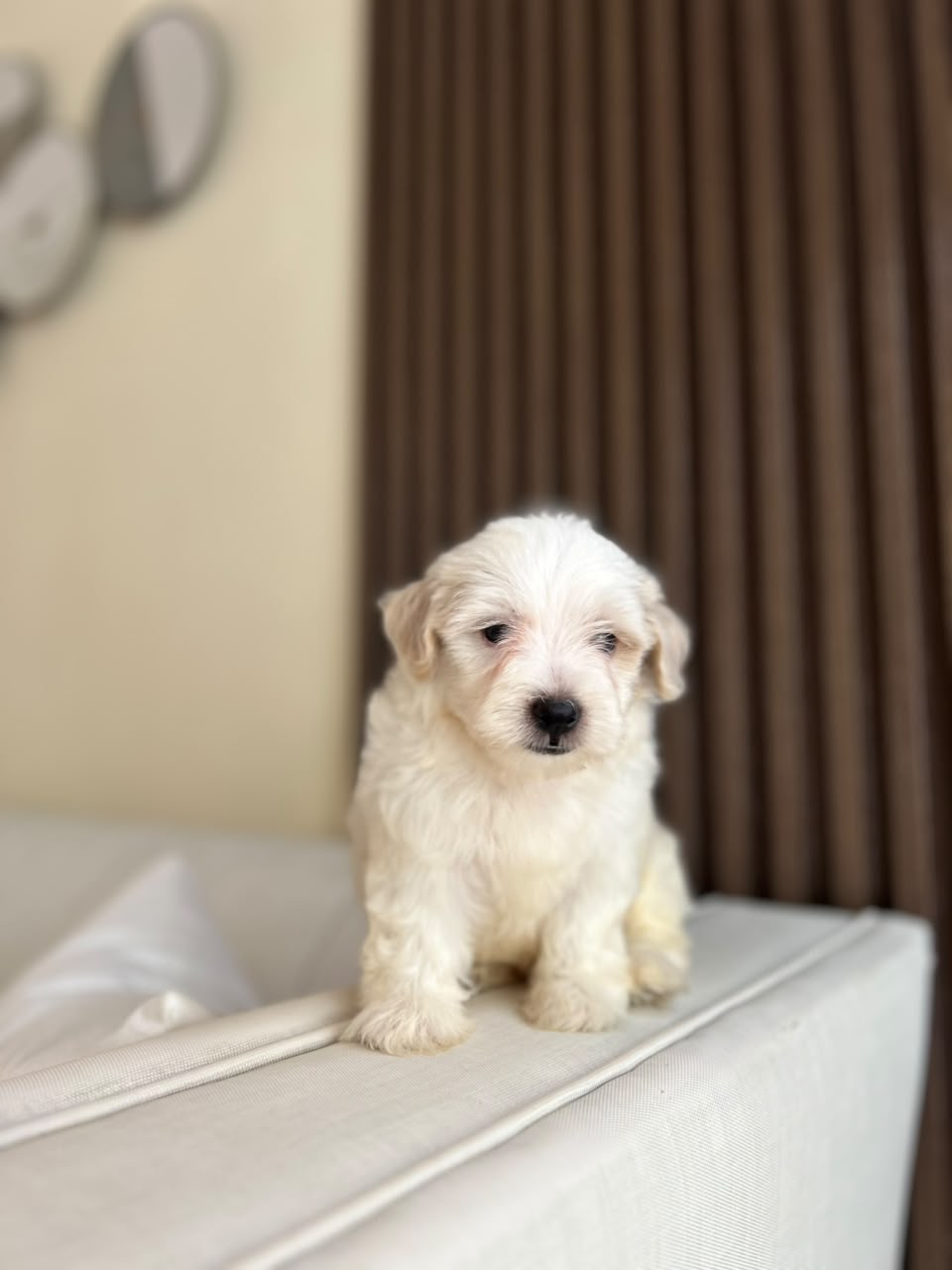 OFERTA CACHORRO MALTIPOO MACHO EN SANTO DOMINGO Y TIENE SU VACUNAS AL  Foto 7322494-1.jpg