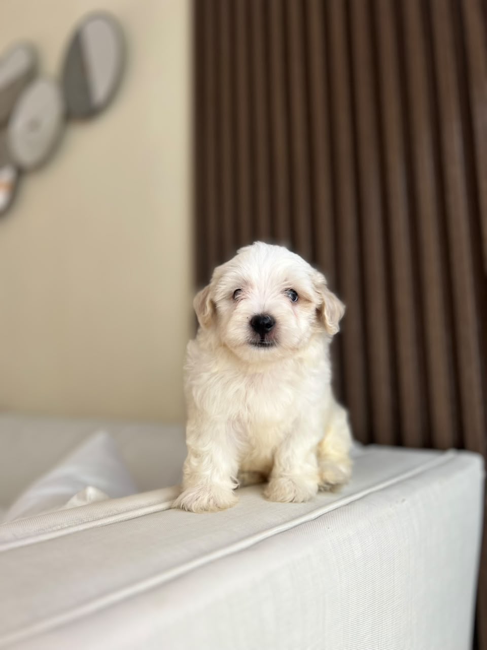 OFERTA CACHORRO MALTIPOO MACHO EN SANTO DOMINGO Y TIENE SU VACUNAS AL  Foto 7322494-2.jpg