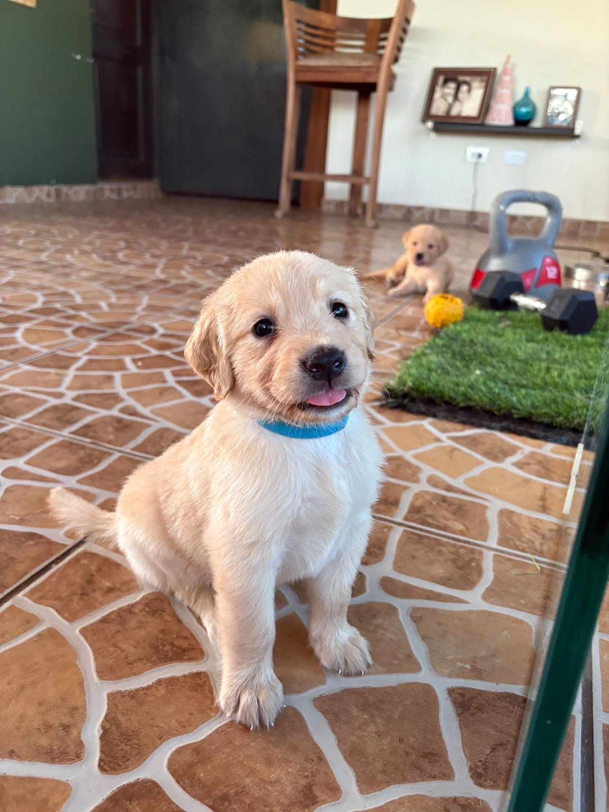 Golden Retriver Foto 7322529-2.jpg