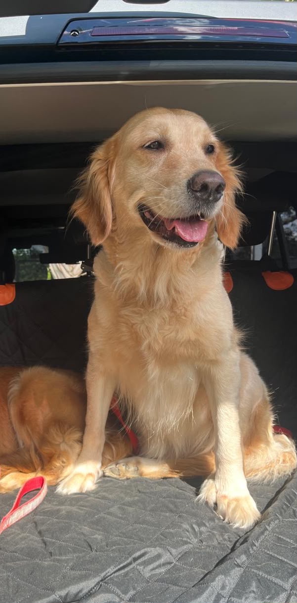 Golden Retriver Foto 7322529-6.jpg