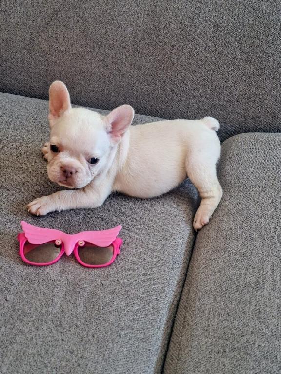 OFERTA CACHORRO BULLDOG HEMBRA BLANCA UBICADO EN SANTO DOMINGO Y TIENE Foto 7322539-1.jpg