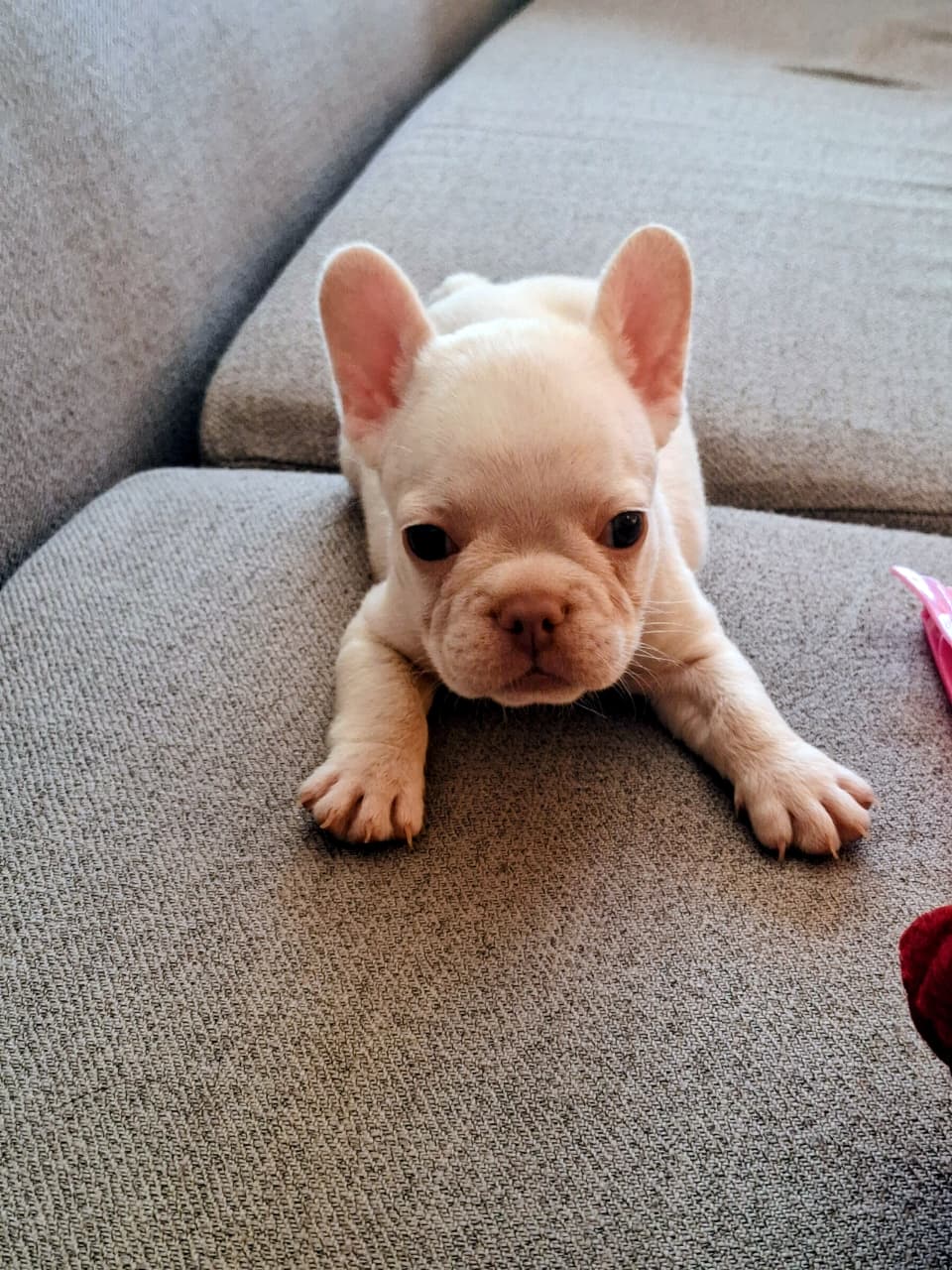 OFERTA CACHORRO BULLDOG HEMBRA BLANCA UBICADO EN SANTO DOMINGO Y TIENE Foto 7322539-2.jpg