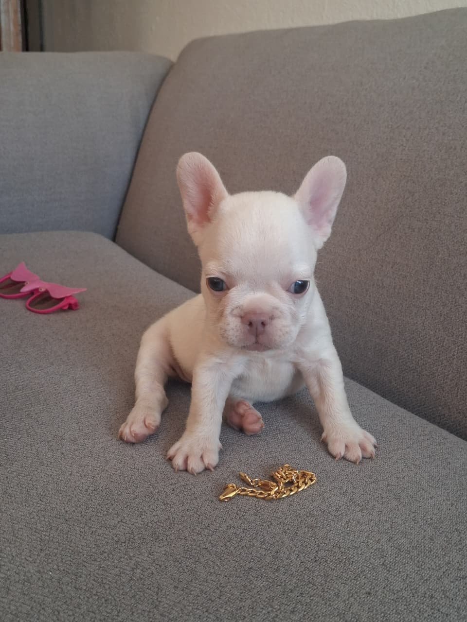 OFERTA CACHORRO BULLDOG HEMBRA BLANCA UBICADO EN SANTO DOMINGO Y TIENE Foto 7322539-3.jpg