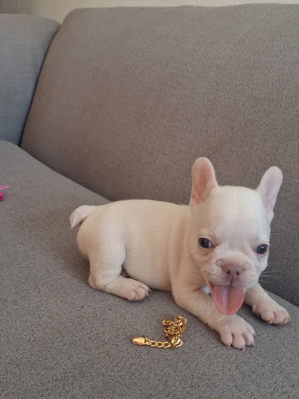 OFERTA CACHORRO BULLDOG HEMBRA BLANCA UBICADO EN SANTO DOMINGO Y TIENE Foto 7322539-5.jpg