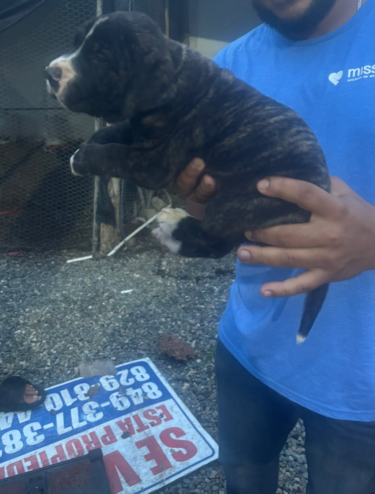 ESPECIAL DE CACHORRO FILA HEMBRA UBICADO EN SANTO DOMINGO Y TIENE SU V Foto 7322540-1.jpg