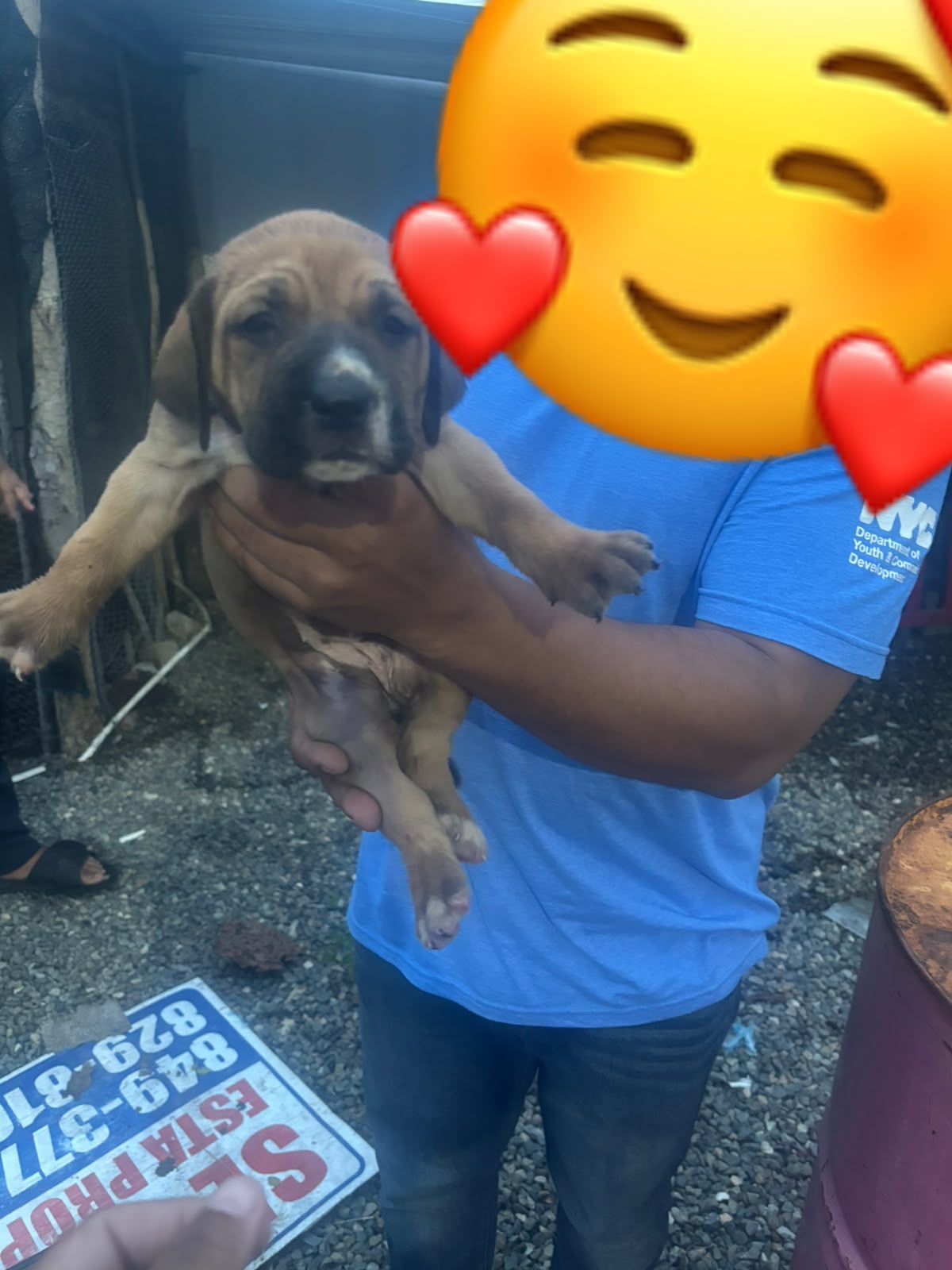 ESPECIAL DE CACHORRO FILA HEMBRA UBICADO EN SANTO DOMINGO Y TIENE SU V Foto 7322540-3.jpg