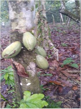 ULTIMA REBAJA en Finca de CACAO en PRODUCCION 112 tareas en El Valle d Foto 7322552-4.jpg